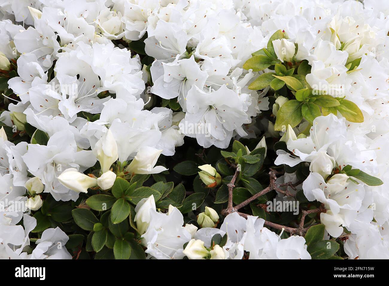Azalea / Rhododendron ‘Luzi’ massa di fiori bianchi a forma di imbuto e foglie piccole, maggio, Inghilterra, Regno Unito Foto Stock