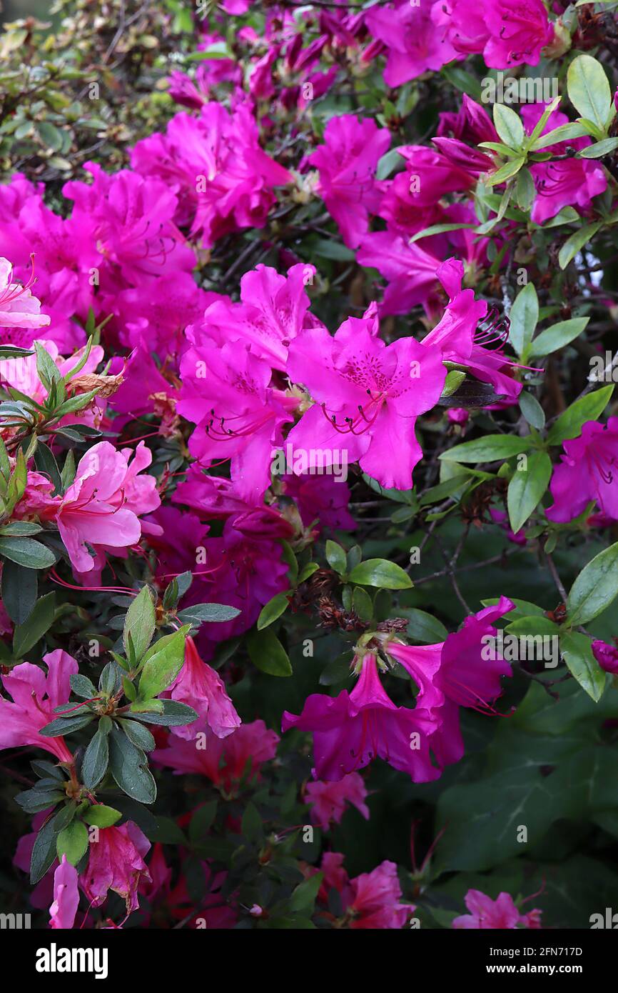 Azalea / Rhododendron ‘Blue Danube’ piccoli fiori magenta a forma di imbuto con blottch scuro leggermente macchiato, maggio, Inghilterra, Regno Unito Foto Stock