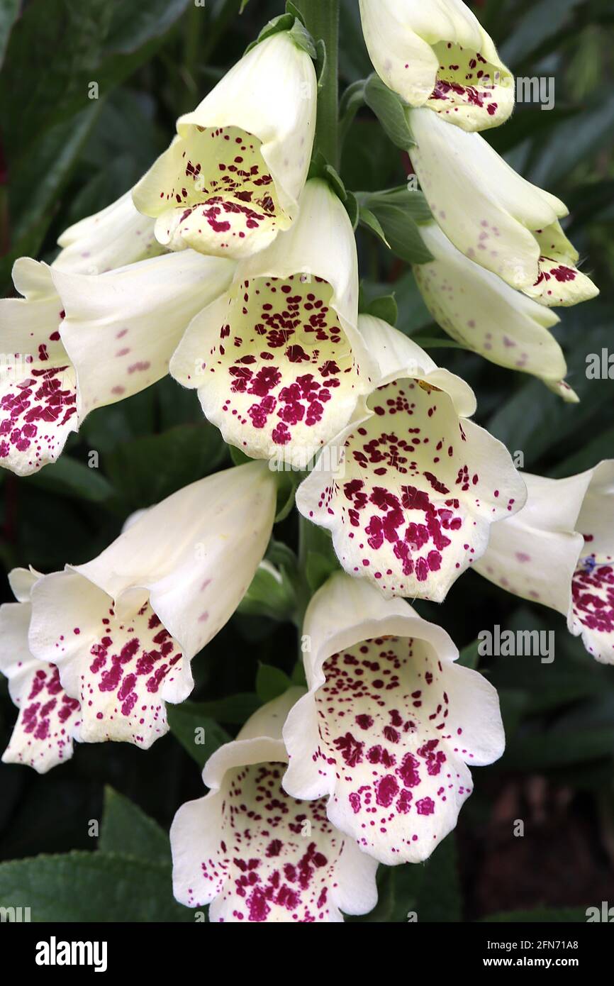 Gambo lungo con fiori bianco immagini e fotografie stock ad alta  risoluzione - Alamy