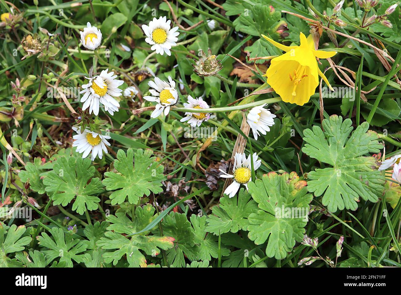 Narcissus bulbocodium Division 13 Nome botanico hoop petticoat daffodil – piccoli narcisi gialli con piccoli petali e grandi trombe, maggio, Inghilterra, Foto Stock