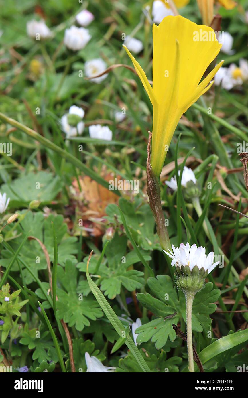 Narcissus bulbocodium Division 13 Nome botanico hoop petticoat daffodil – piccoli narcisi gialli con piccoli petali e grandi trombe, maggio, Inghilterra, Foto Stock