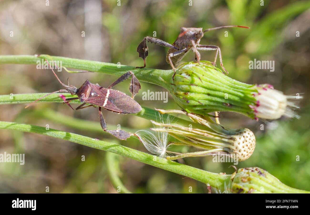Leptoglossus phyllopus o bug foglia-piedi orientale strisciando sul seme del tistolo testa Foto Stock