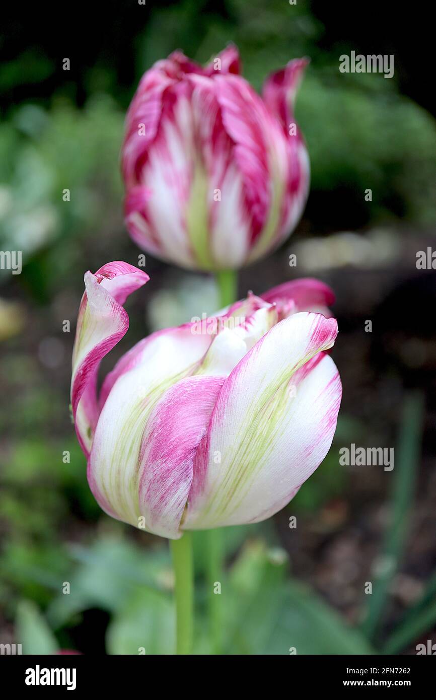 Tulipa / Tulipano ‘Flaming Spring Green’ Viridiflora 8 Fiori bianchi con striature irregolari scure e chiare, striscia centrale verde pallido, maggio, Inghilterra, Regno Unito Foto Stock