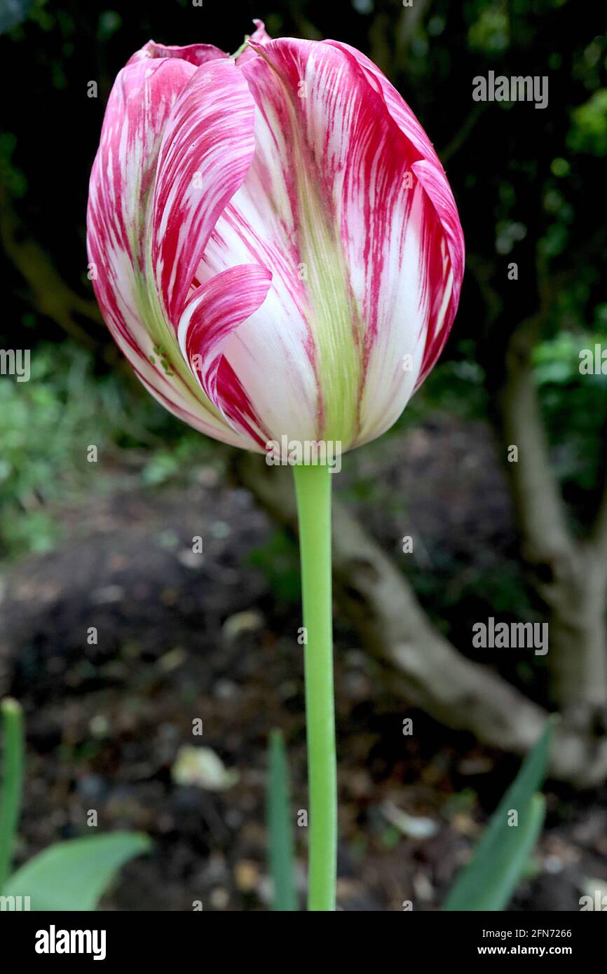 Tulipa / Tulipano ‘Flaming Spring Green’ Viridiflora 8 Fiori bianchi con striature irregolari scure e chiare, striscia centrale verde pallido, maggio, Inghilterra, Regno Unito Foto Stock