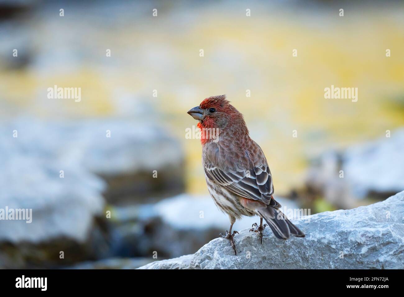 Casa Finch, (Haemorhous mexicanus), uccello, in primavera Foto Stock