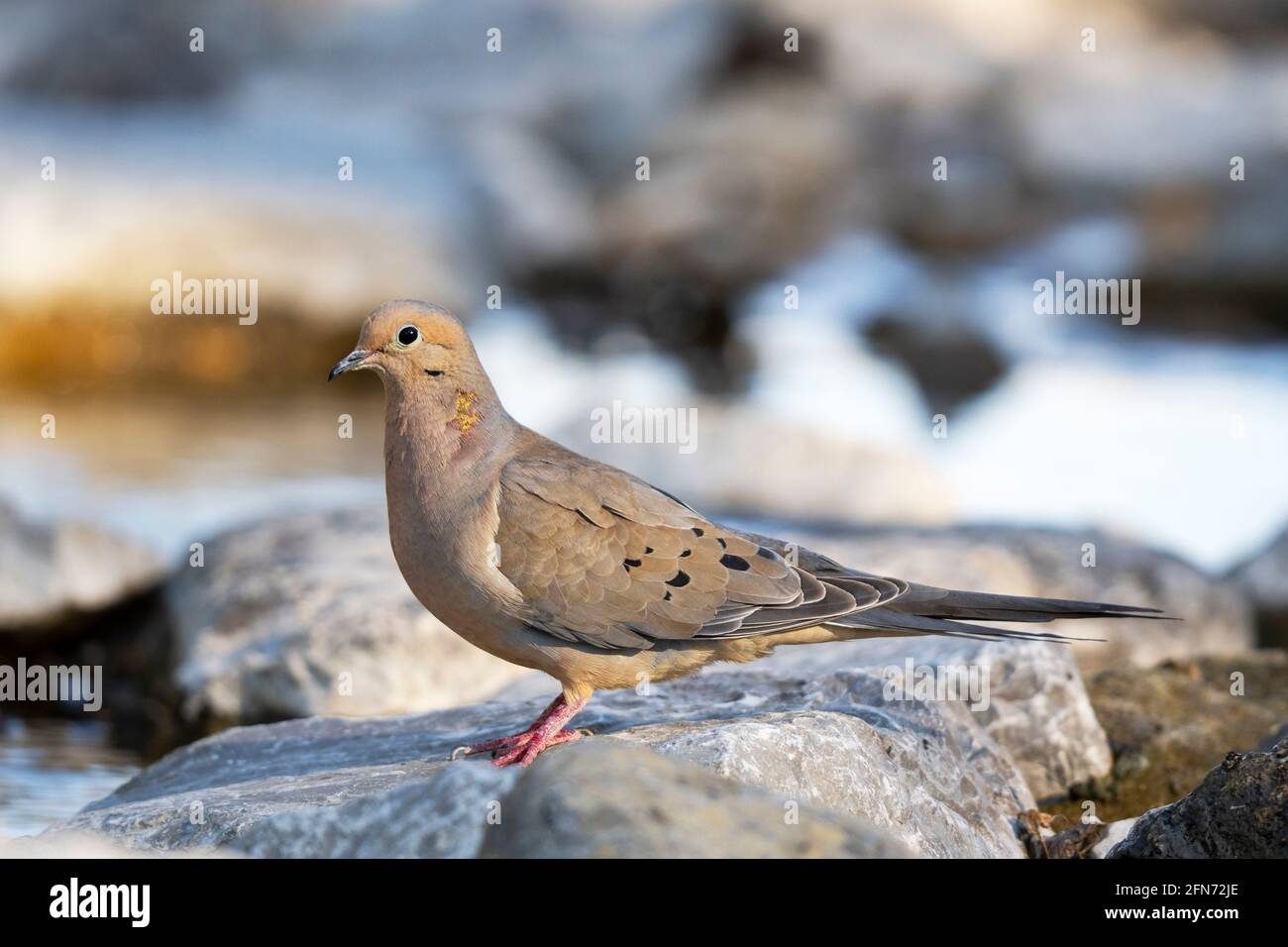 Mourning dove, (Zenaida macroura), uccello in primavera Foto Stock