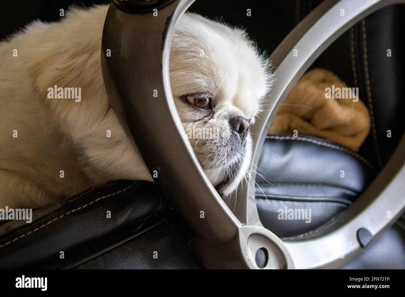 Il piccolo pekingese si addormenta sulla sedia Foto Stock