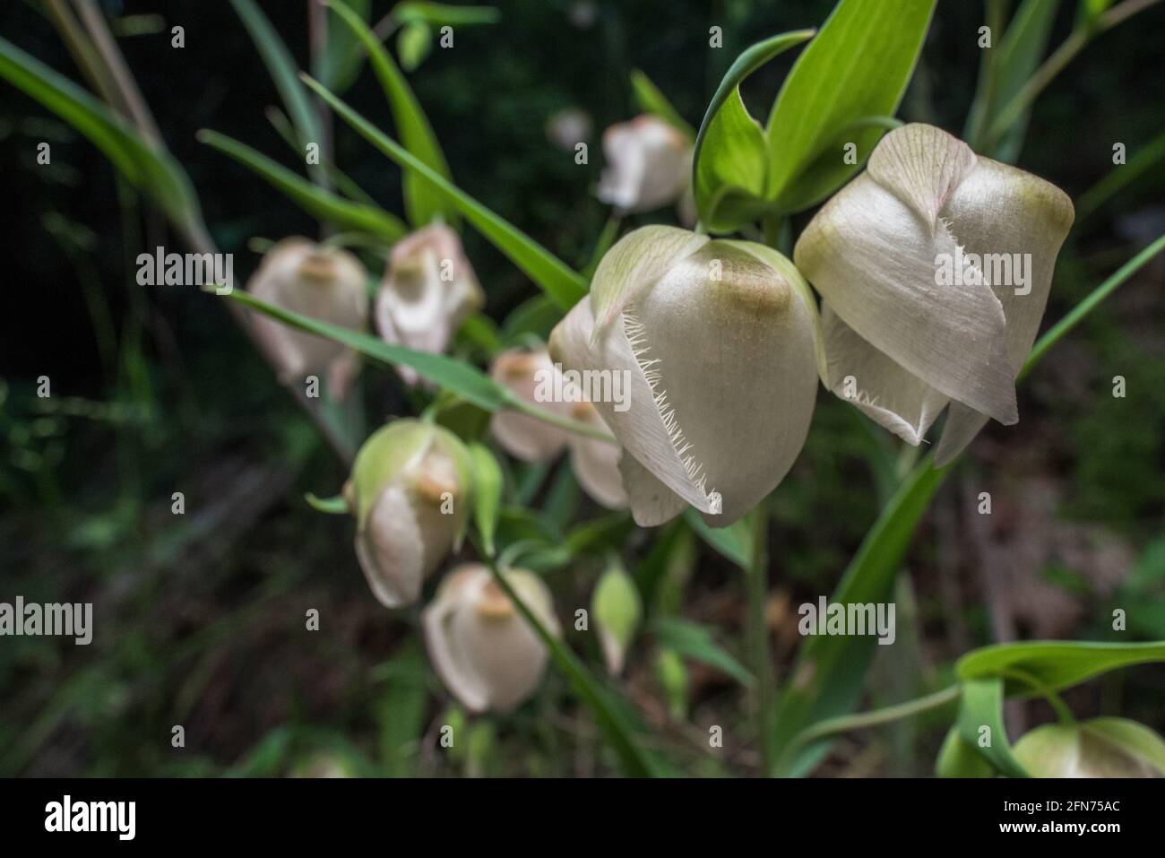 Il fiore bianco della lanterna della fata (Calochortus albus) un tipo di giglio del globo è nativo della California e può essere trovato che cresce nelle foreste là. Foto Stock
