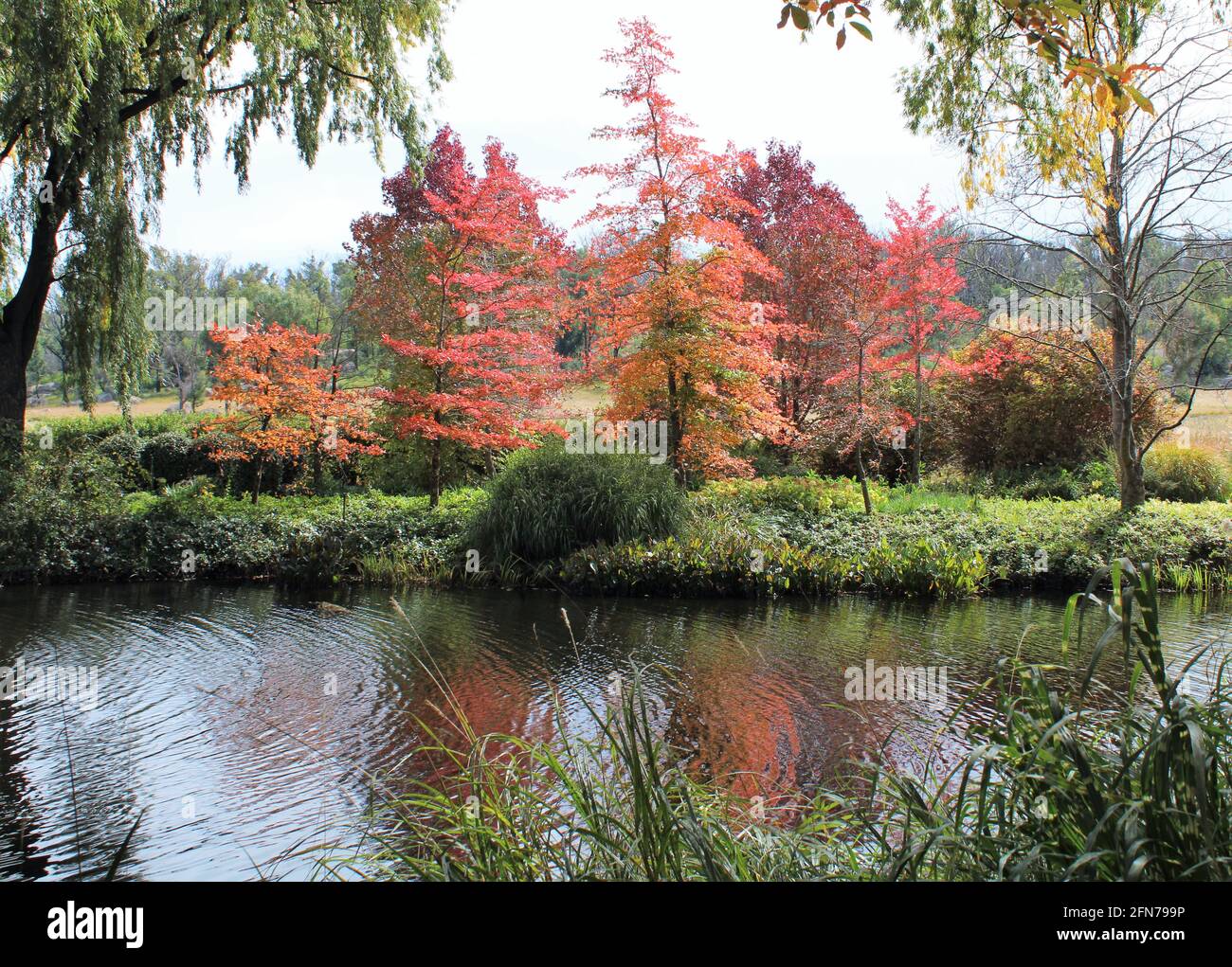 Immagine autunnale di un giardino residenziale australiano, a Tenterfield, nuovo Galles del Sud. Foto Stock
