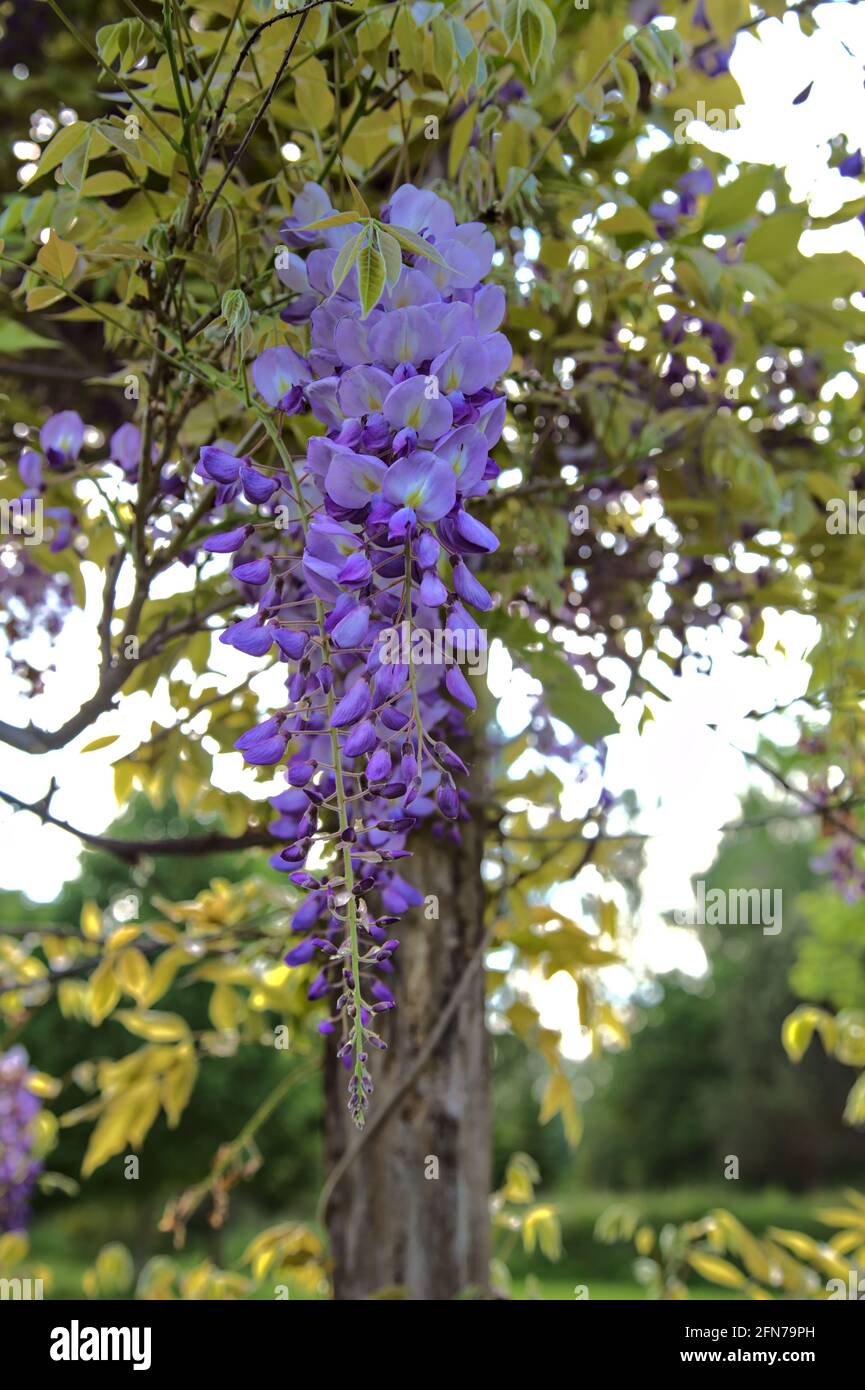 Glicine in fiore visto da vicino Foto Stock
