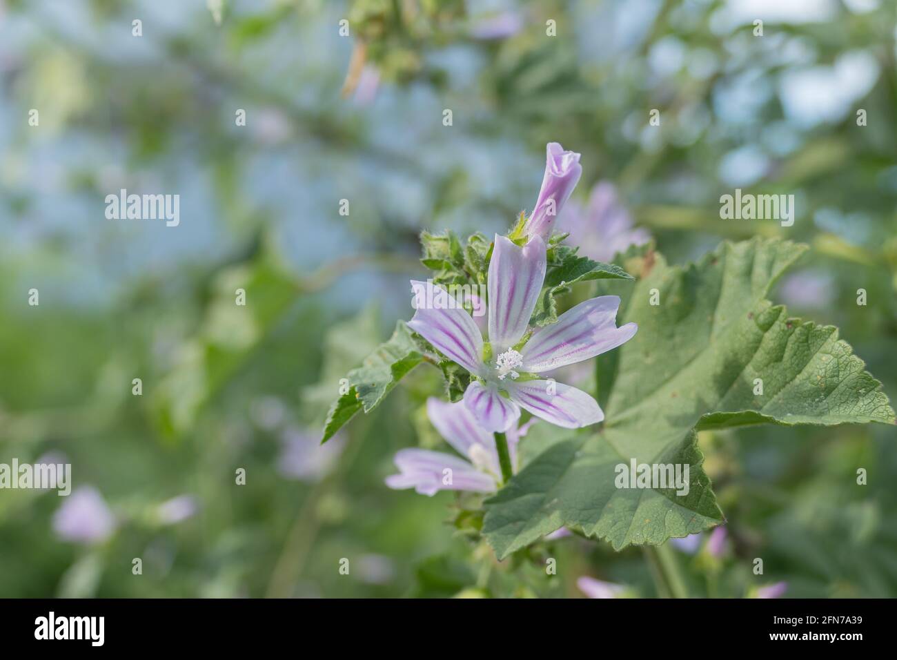 fiore e foglia della pianta di mallow comune su un giornata di sole all'aperto Foto Stock