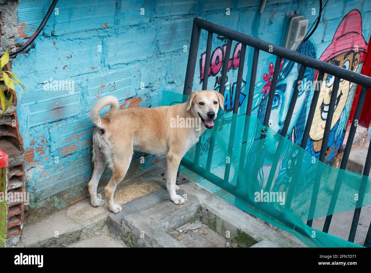 Mongrel cane ansing con un volto felice nel Comuna 13, quartiere turistico di Medellin, Colombia Foto Stock