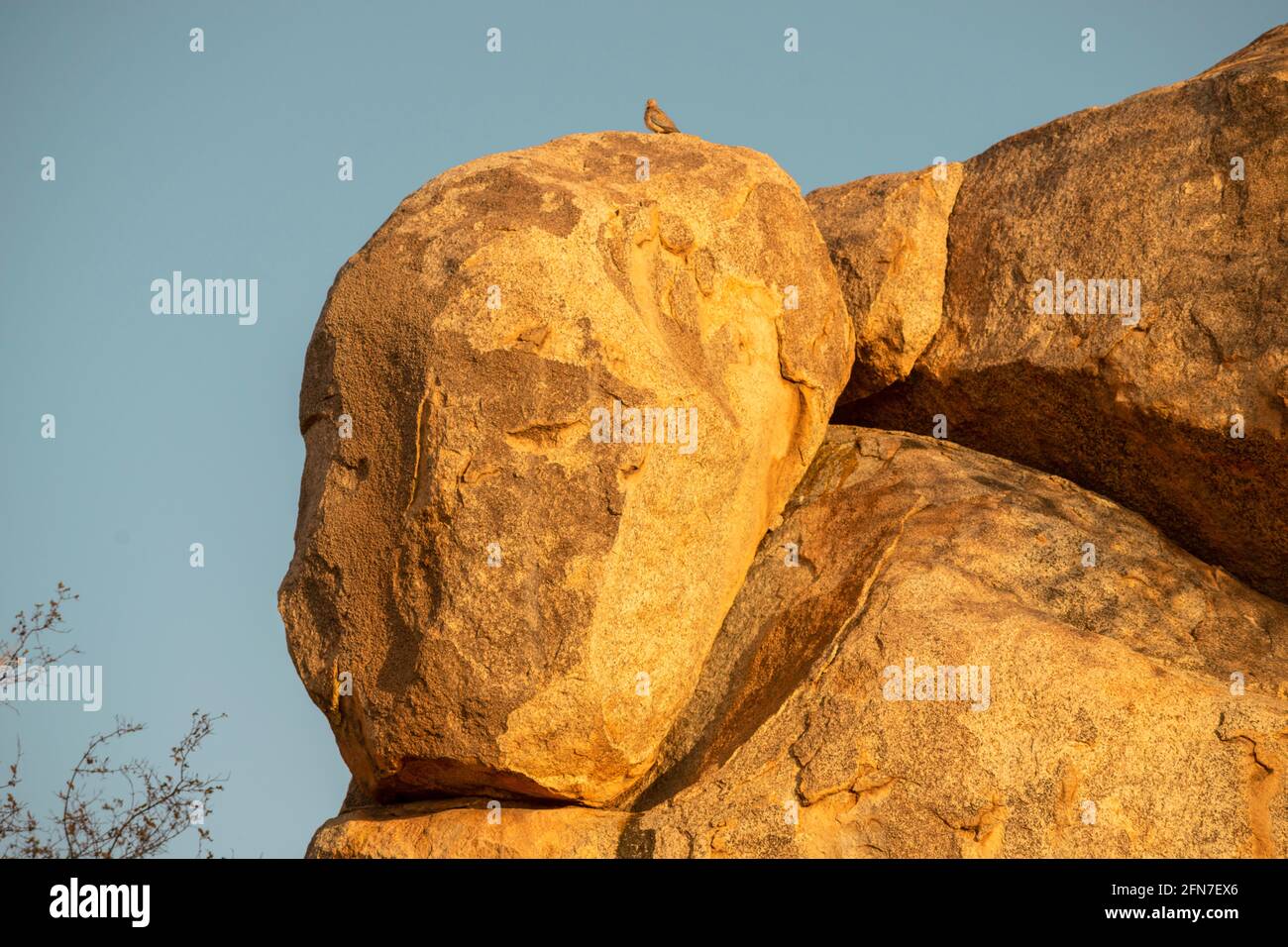 Faccia forma roccia con uccello seduto in cima in Namibia vicino sera Foto Stock