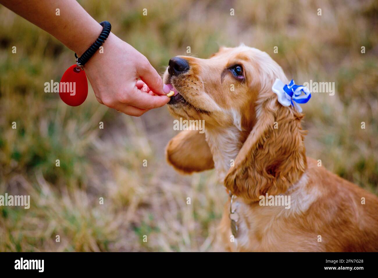 donna addestrando il suo piccolo cane, cocker spaniel razza cucciolo, all'aperto, in un parco. Foto Stock