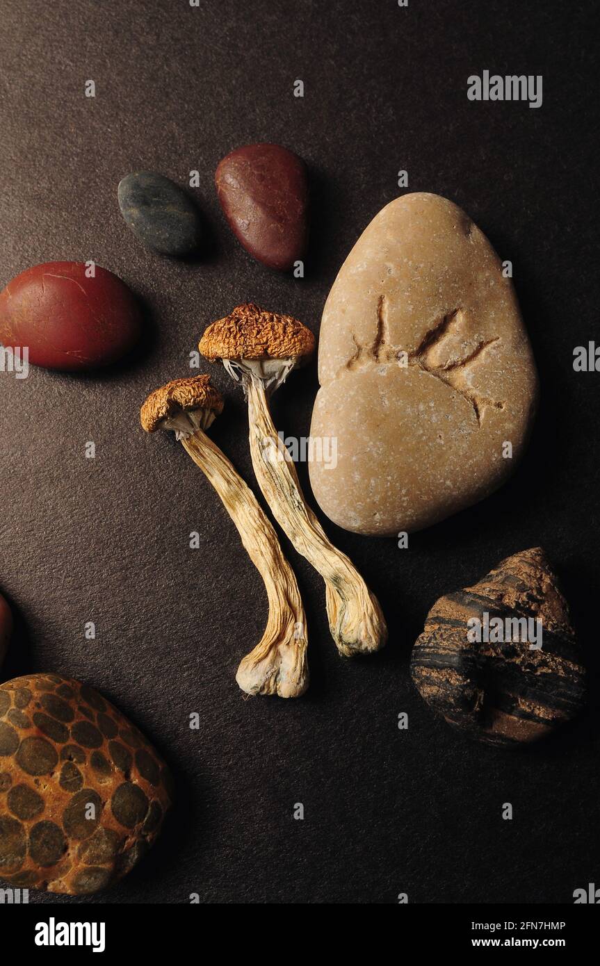 Funghi psilocibe cubensis secchi su fondo nero, giacitura piatta. Scrooms magici Maestro d'oro. Ispirazione psichedelica. Erbe naturali il Foto Stock