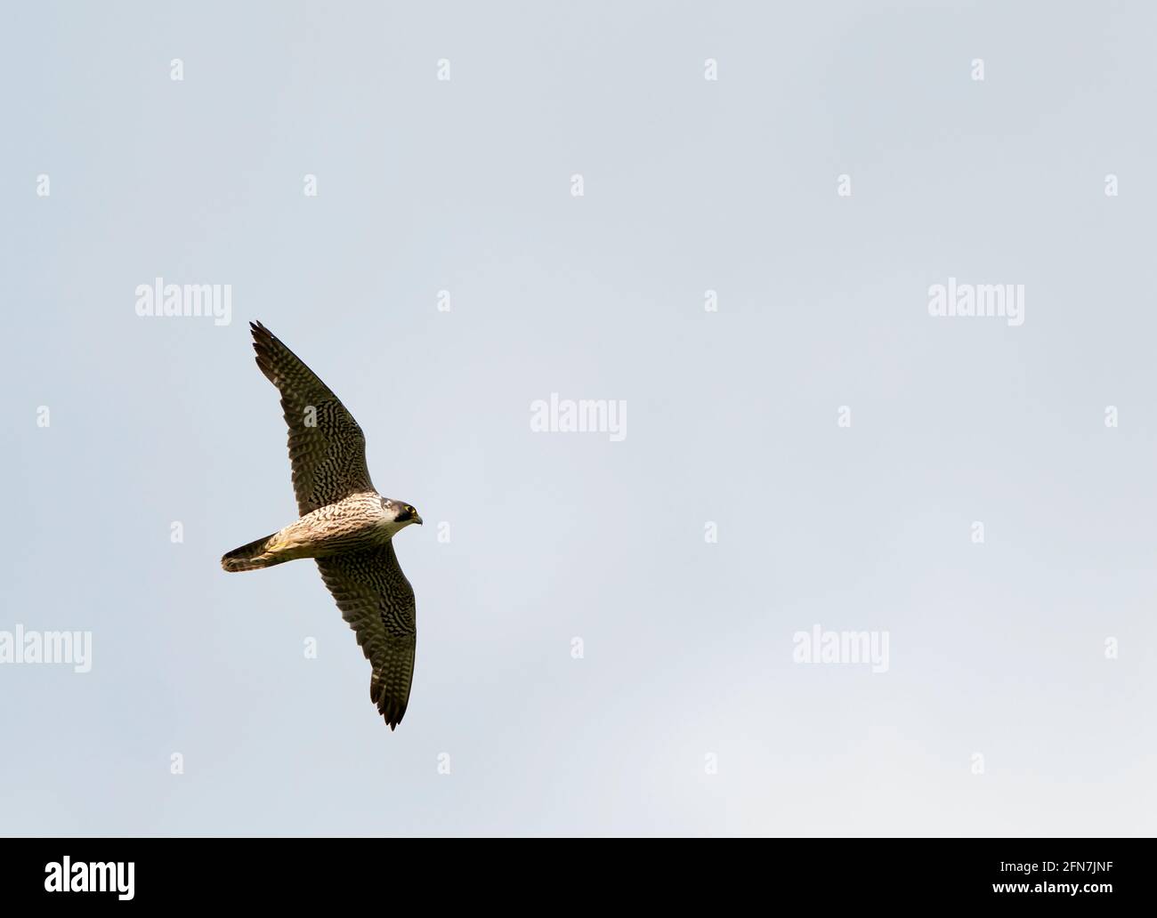 Un Hobby (Falco subbuteo) in volo sopra l'Oxfordshire Foto Stock