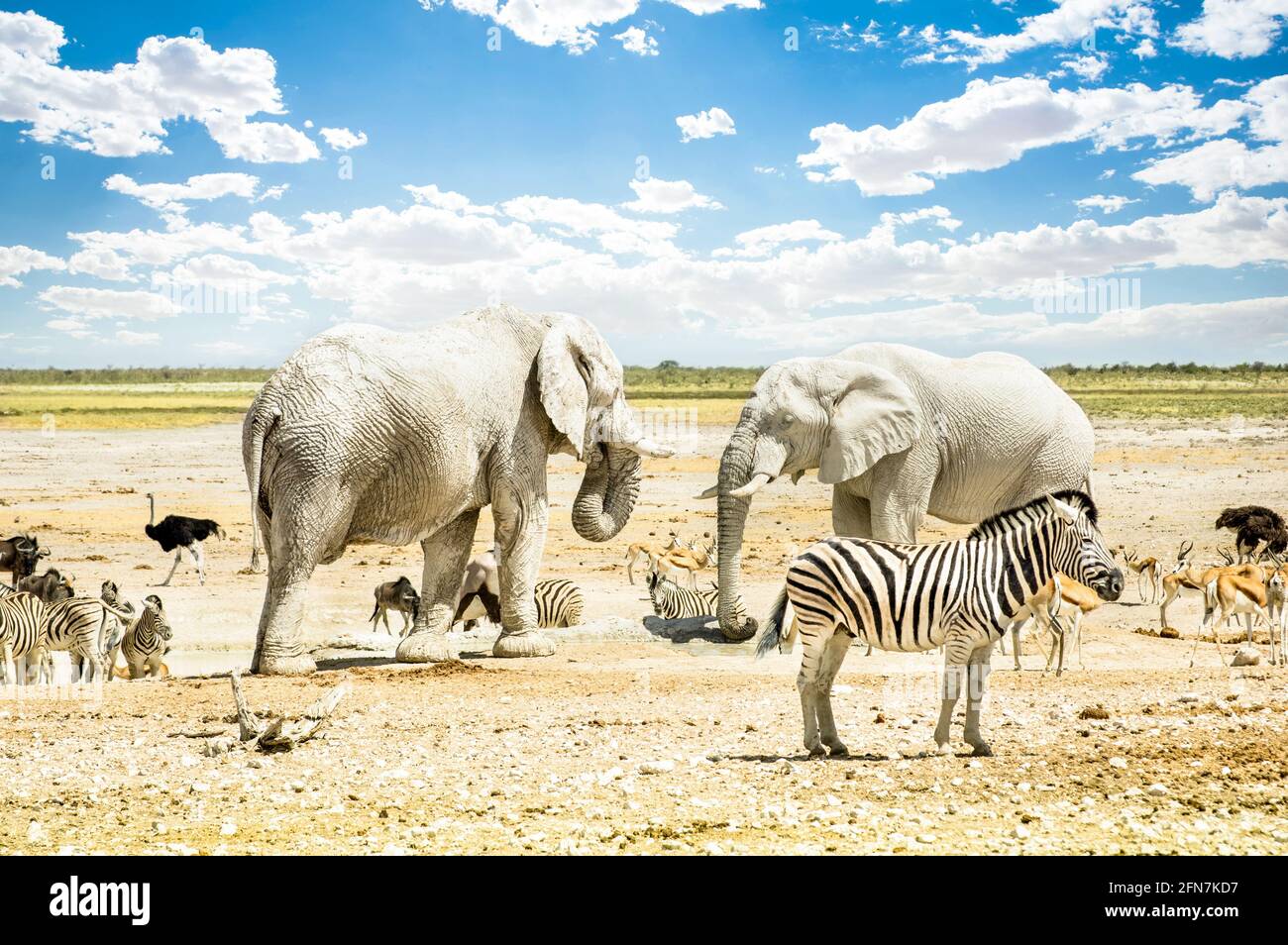 Gruppo di animali selvatici misti che si rilassano in una piscina d'acqua Spot al Etosha Park - meraviglia naturale famosa in tutto il mondo Il territorio settentrionale della Namibia Foto Stock