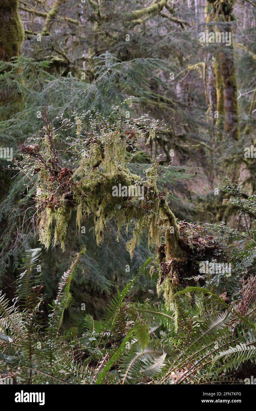 ramo di albero caduto vivo con vegetazione della foresta Foto Stock
