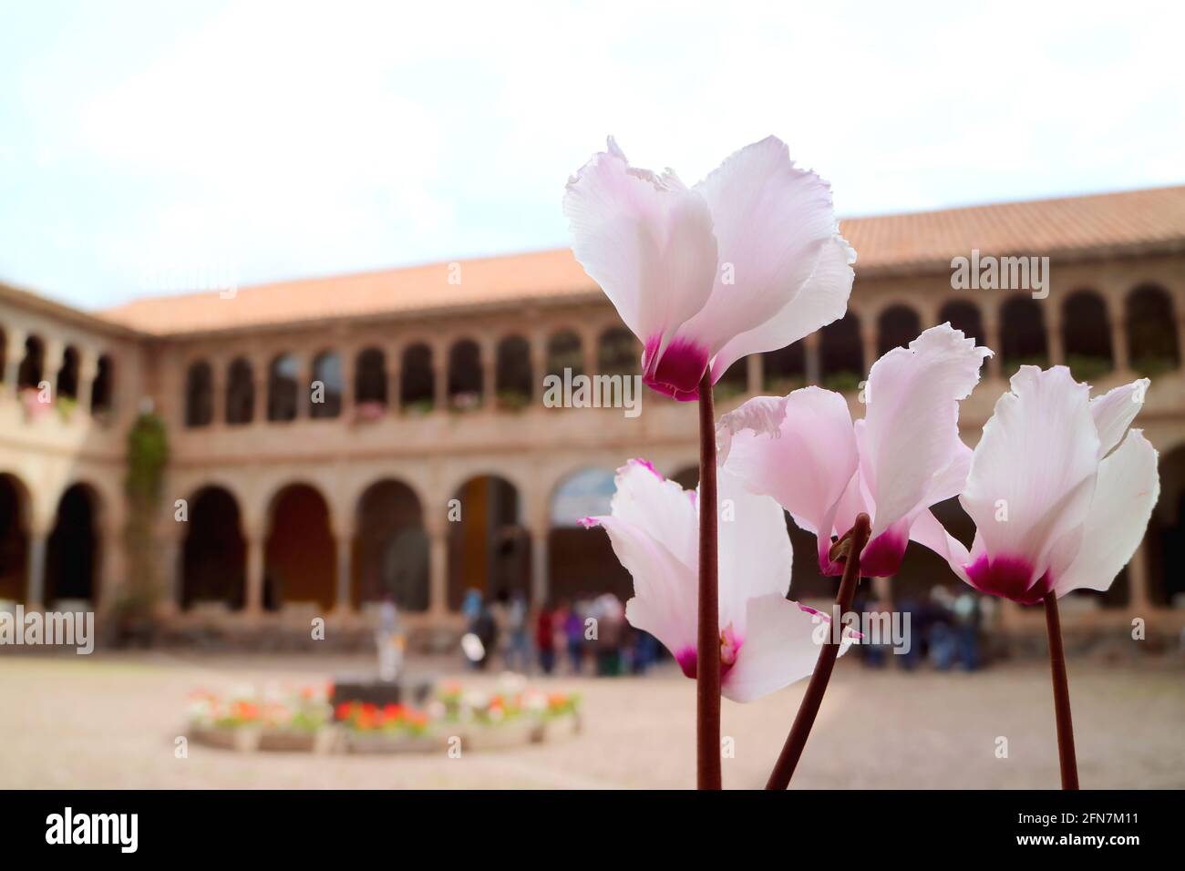 Splendida fioritura dei fiori rosa nel cortile del convento di Santo Domingo nel tempio di Qoricancha, Cusco, Perù Foto Stock