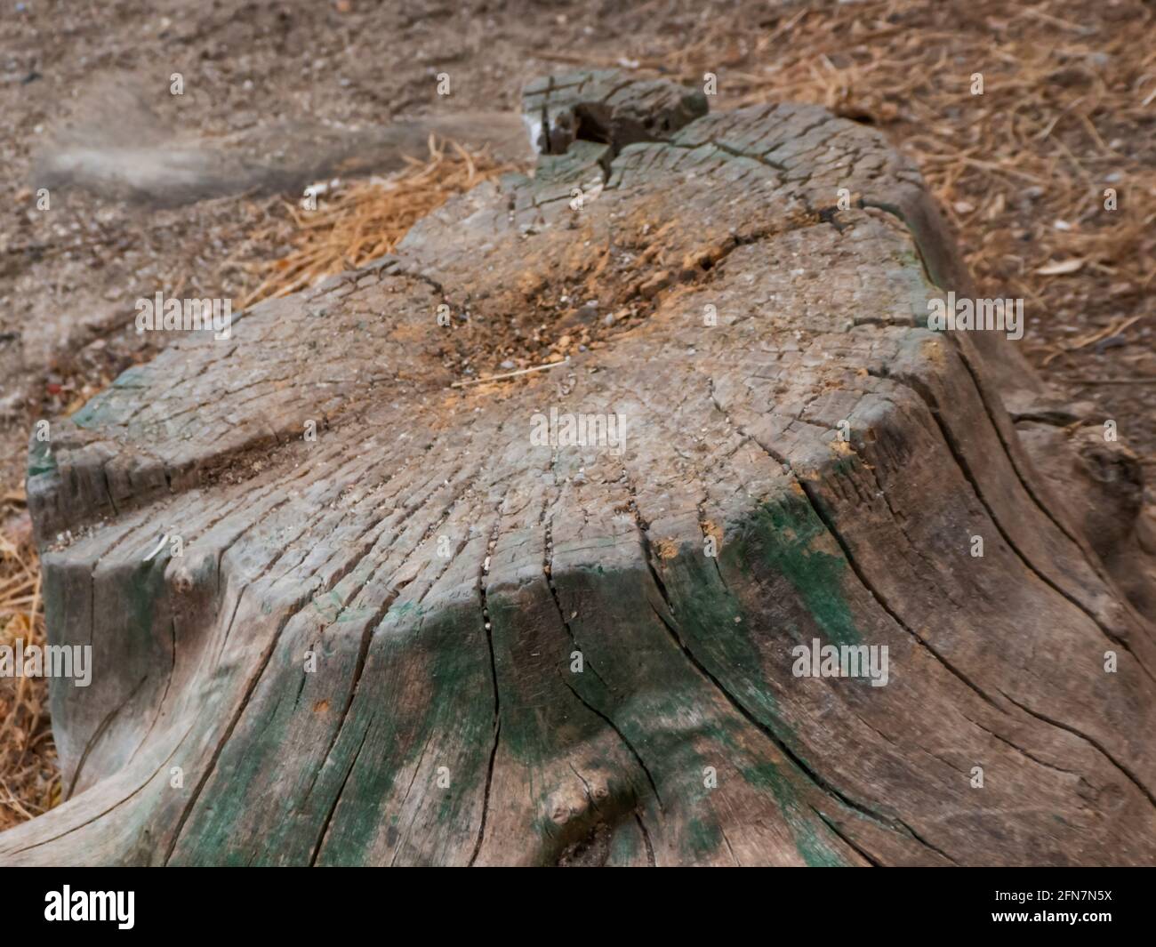 Pietra di legno circondata da ramoscelli e sabbia in città Foto Stock Pietra di legno circondata da ramoscelli e sabbia in città Foto Stock