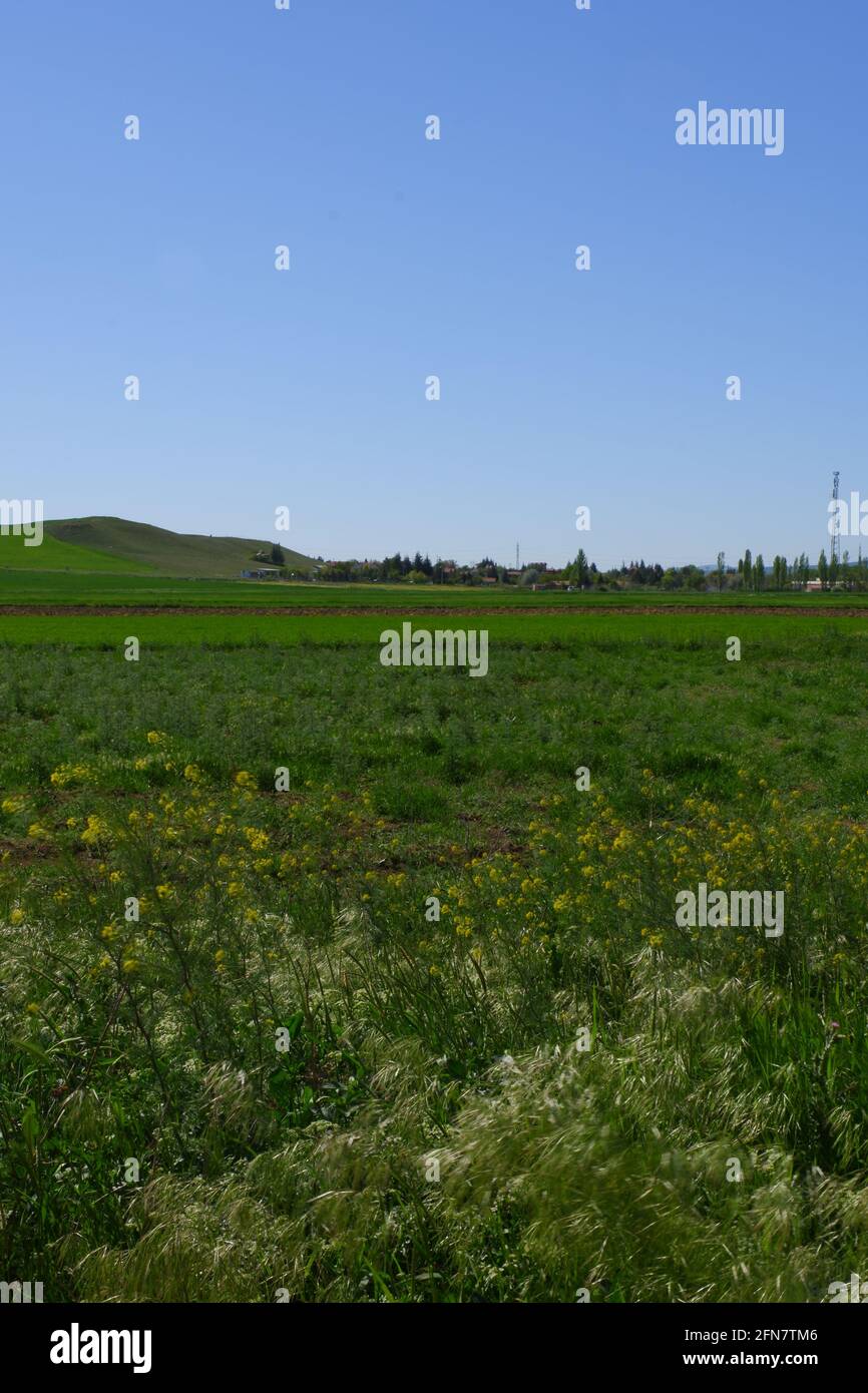 Terra verde con cielo limpido in una giornata di sole Foto Stock