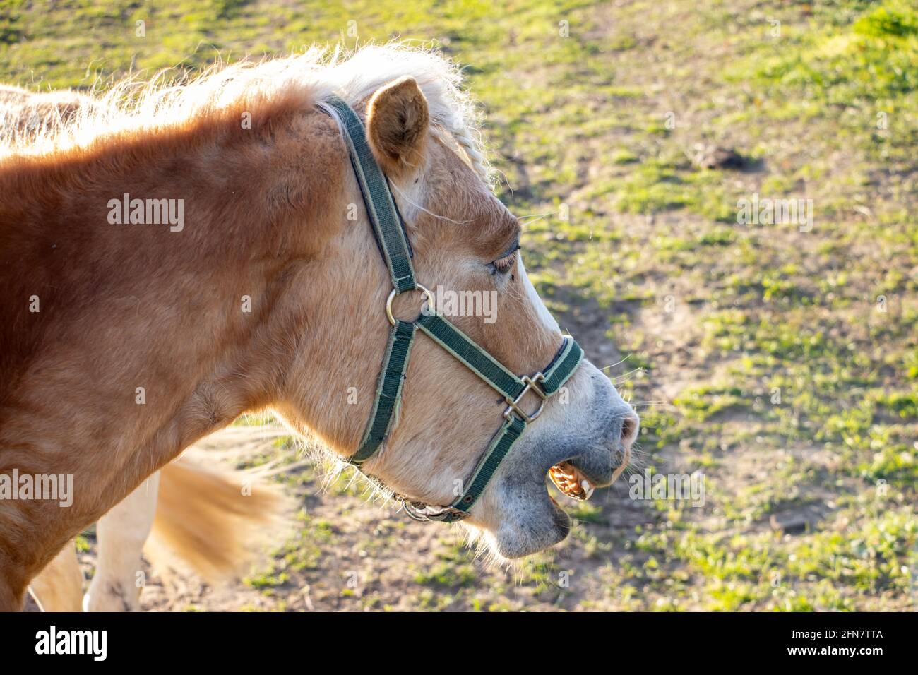 Ritratto di un cavallo a bocca aperta. Razza Haflinger nel prato. Foto Stock