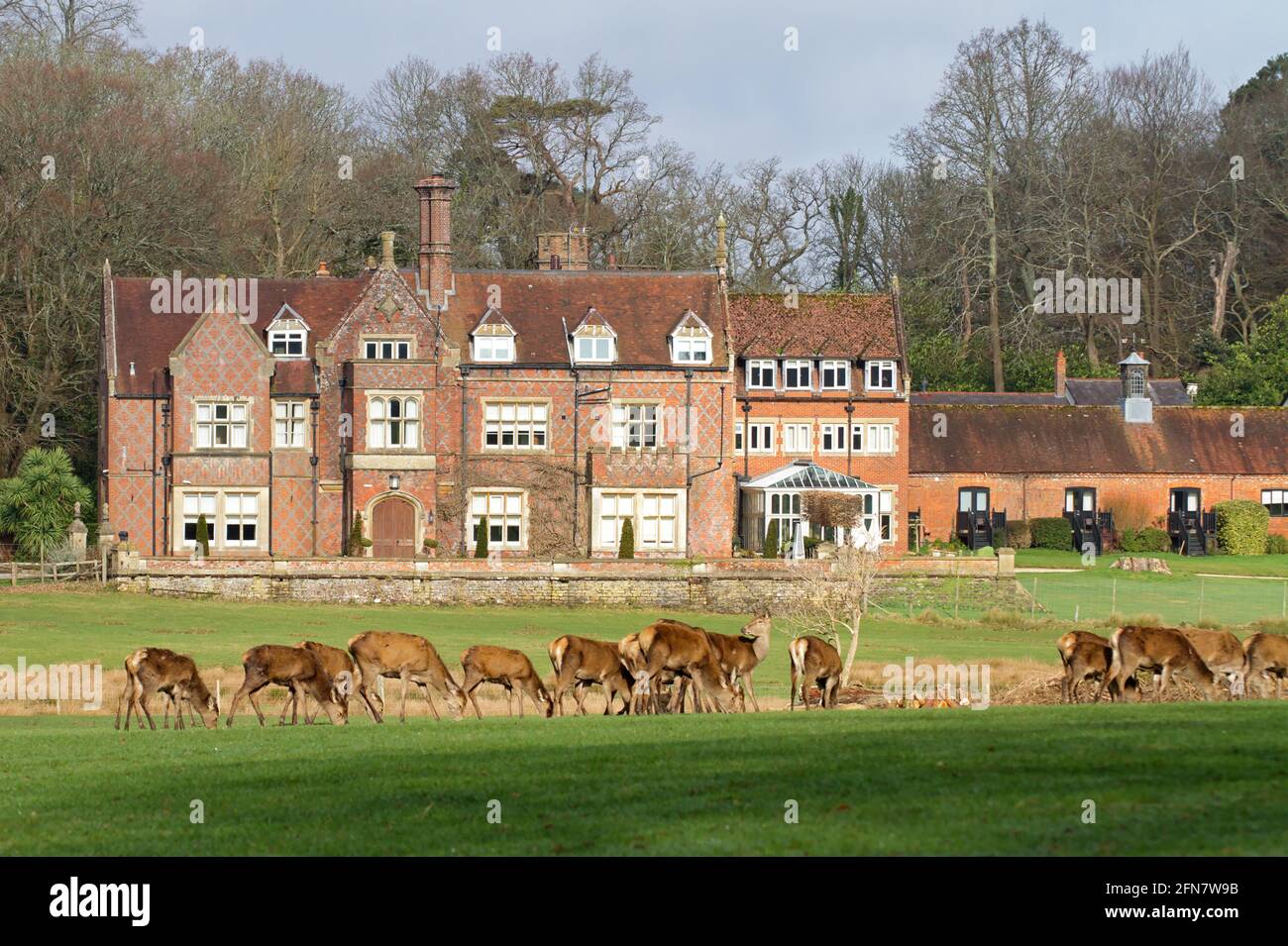 Il Burley Manor Hotel del XIX secolo, una residenza in stile baronale, nel 1852, con una mandria di Red Deer, Cervus elaphus, di fronte a UN campo di erba Regno Unito Foto Stock