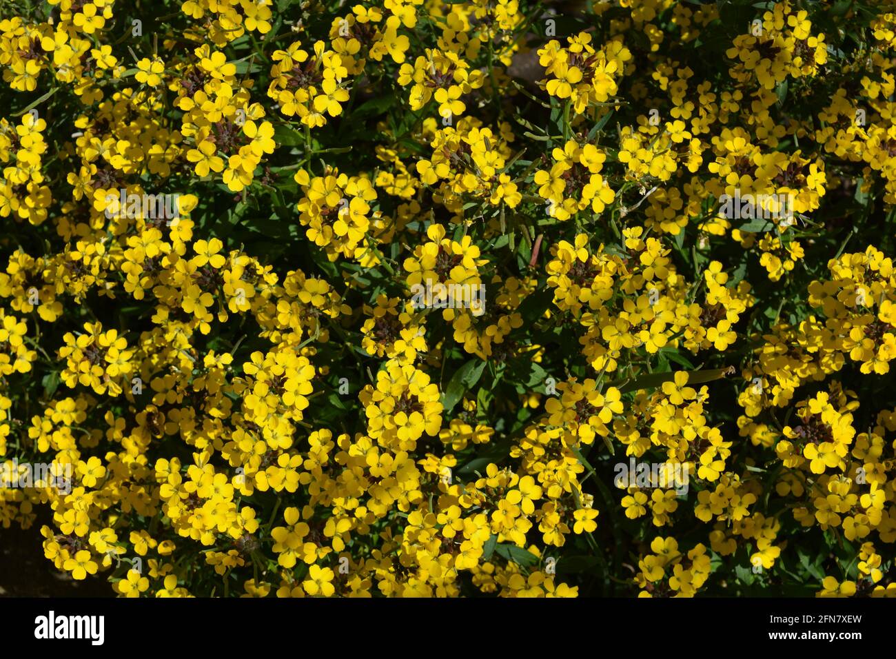 Wallflowers, conosciuto anche come Erysimum Bowles Mauve Yellow, testa di fiore che mostra germogli rossi e petali gialli. Foto Stock