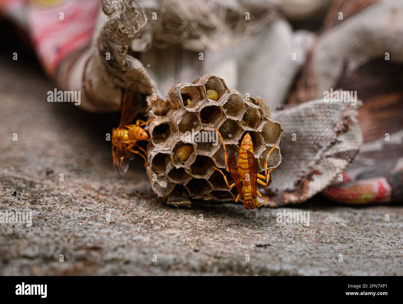 Polistes olivaceus è una specie di vespa di carta originaria dell'India e dell'Asia orientale, nota anche come 'carta gialla-Wasp'. Le vespe di carta sono vespide che raccolgono le fibre dal legno morto e dai gambi della pianta, che mescolano con la saliva ed usano per costruire nidi fatti di materiale di paperia grigio o marrone. Queste vespe possono essere molto aggressive, generalmente solo attacco se essi stessi o il loro nido sono minacciati, e possono produrre una reazione anafilattica potenzialmente fatale in alcuni individui. Tehatta, Bengala Occidentale; India. Foto Stock