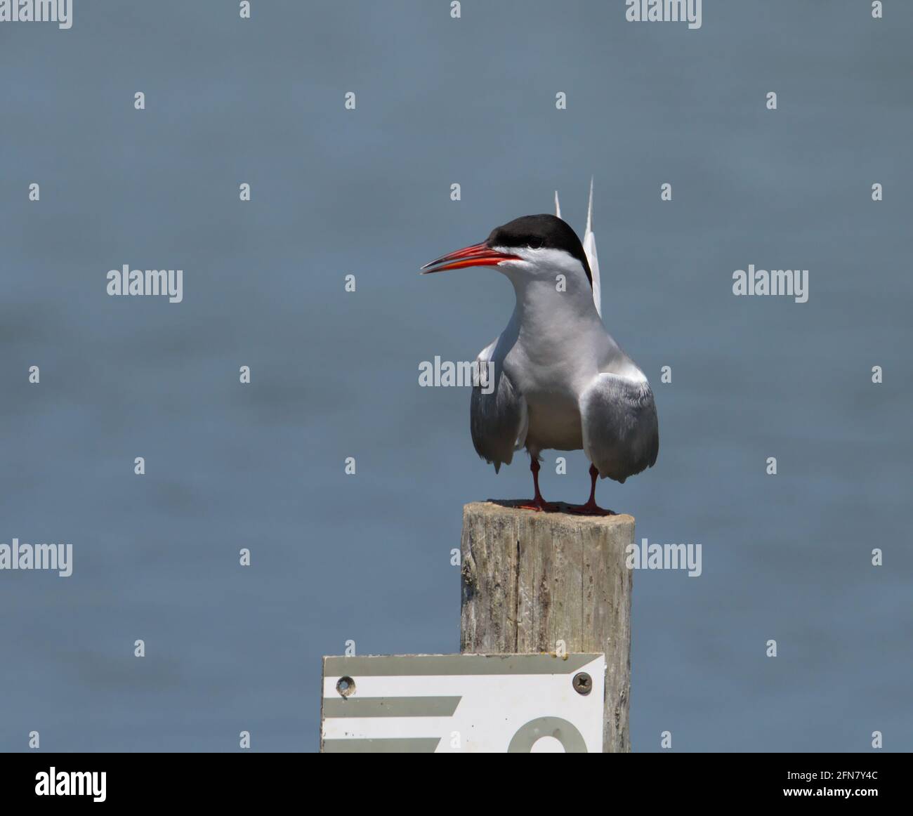 Profilo di una Tern comune adulto, Sterna hirundo, in posa di minaccia con le ali abbassate e la coda sollevata appollaiata su un palo di legno, Keyhaven UK Foto Stock