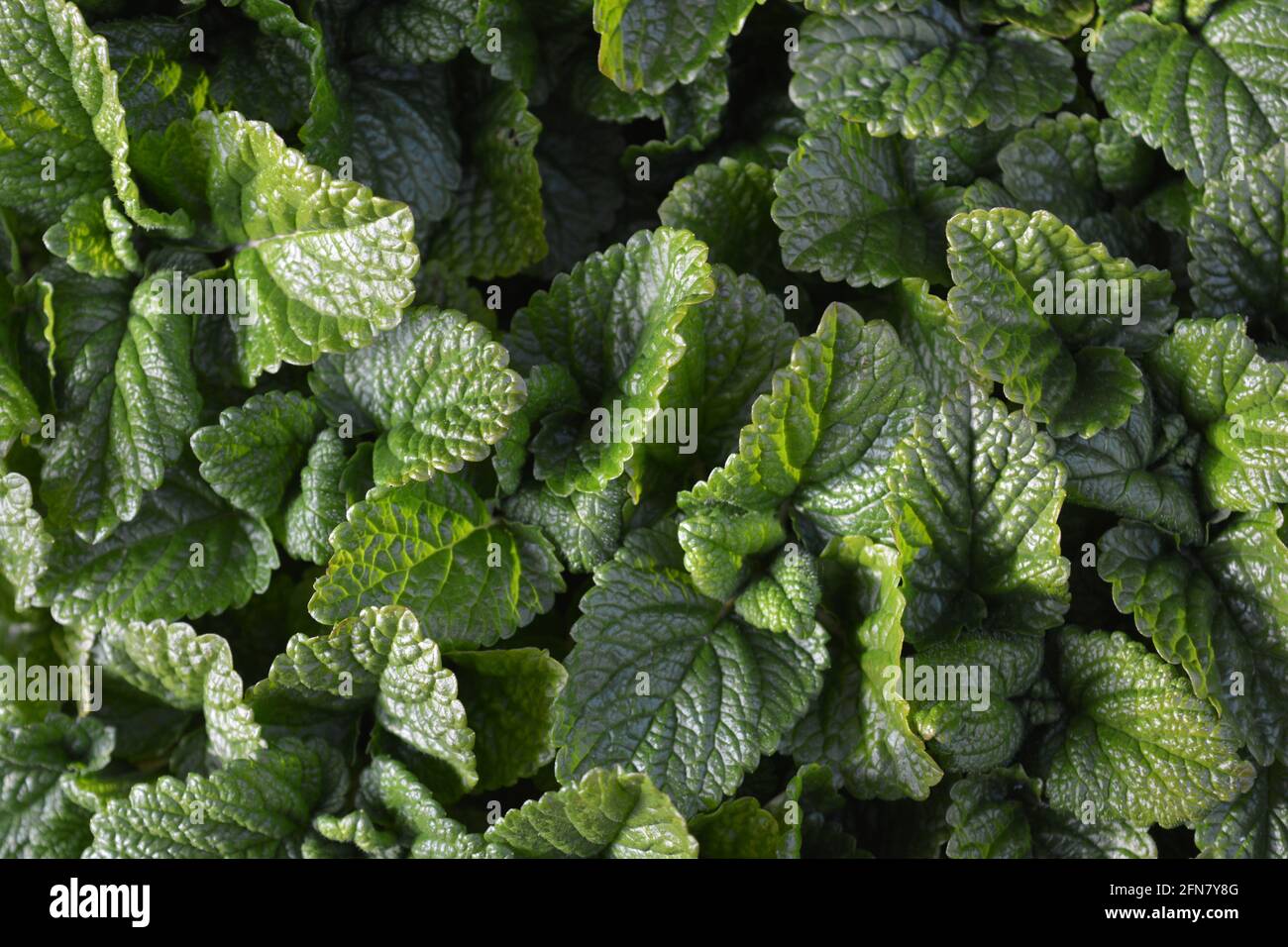 Balsamo di limone, conosciuto anche come Melissa officinalis, un'erba profumata di limone Foto Stock