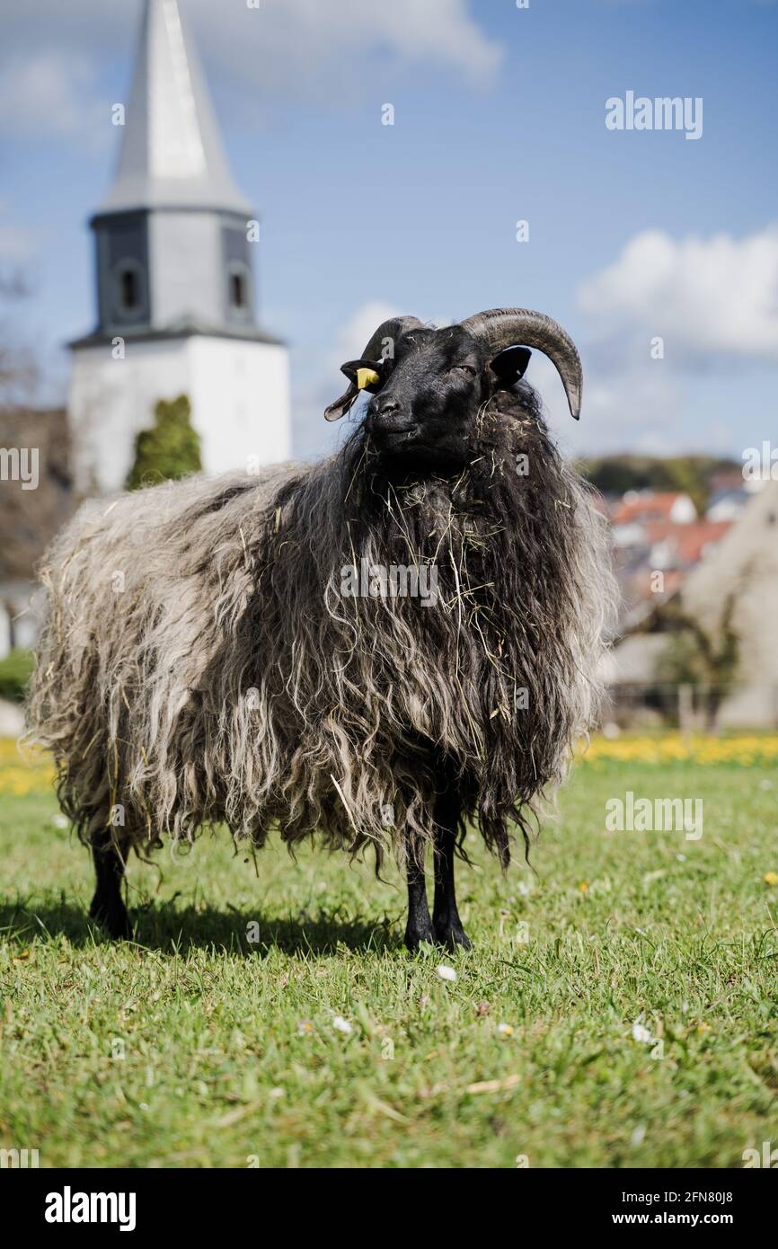 Un lungo shaggy ricoperto di pecore con corna e agnello su un campo in Germania, Feldstetten. Grigio, Verde, cielo blu. Chiesa sullo sfondo. Pecora sembra maestosa. Foto Stock