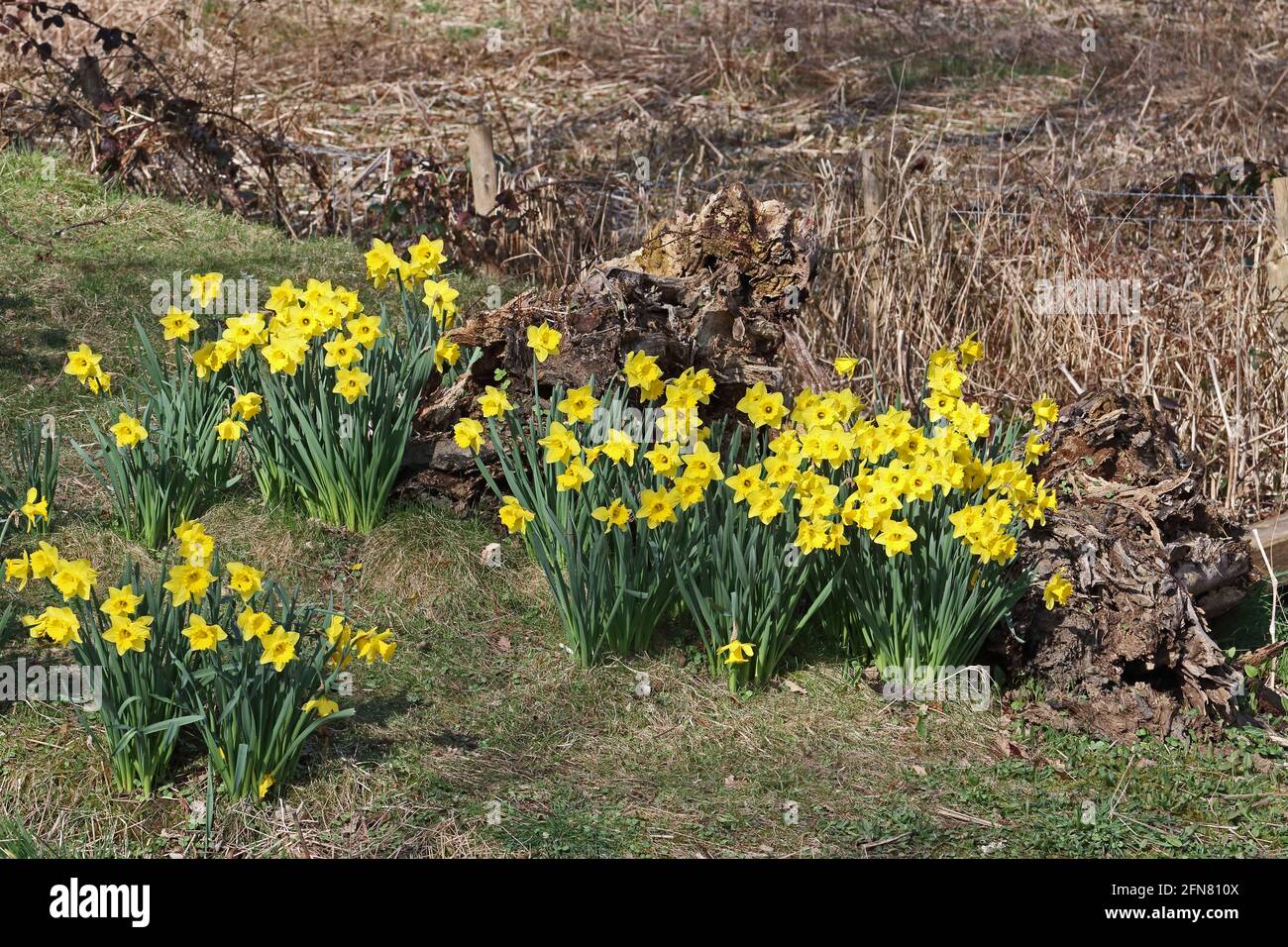 Narcisi naturalizzati fioriti in primavera Foto Stock