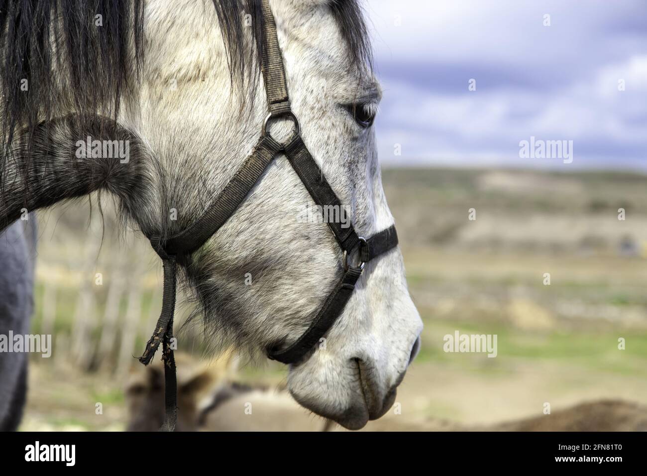 Cavallo selvatico in foresta naturale, animali da fattoria, mammiferi Foto Stock