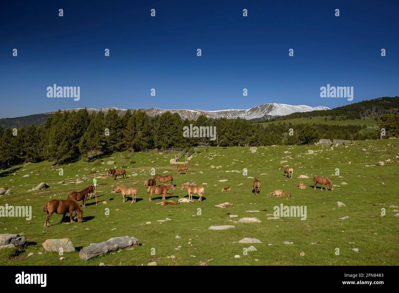 Cavalli nei prati intorno al rifugio Pradell, alla base di Tossa Plana de Lles. Sullo sfondo, montagne innevate in primavera (Cerdanya, Catalogna) Foto Stock