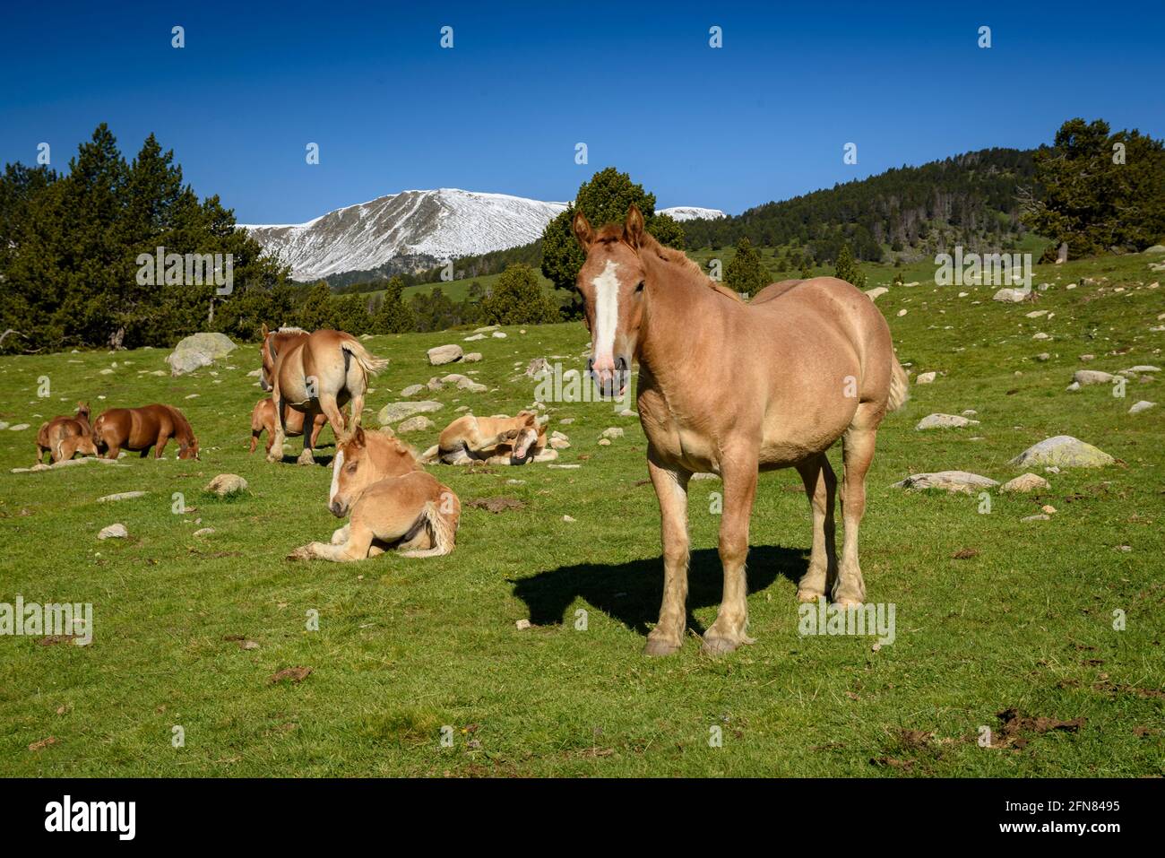 Cavalli nei prati intorno al rifugio Pradell, alla base di Tossa Plana de Lles. Sullo sfondo, montagne innevate in primavera (Cerdanya, Catalogna) Foto Stock