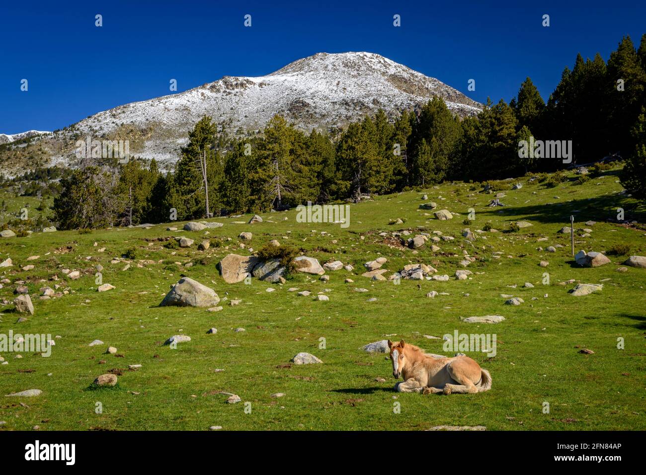 Cavalli nei prati intorno al rifugio Pradell, alla base di Tossa Plana de Lles. Sullo sfondo, montagne innevate in primavera (Cerdanya, Catalogna) Foto Stock