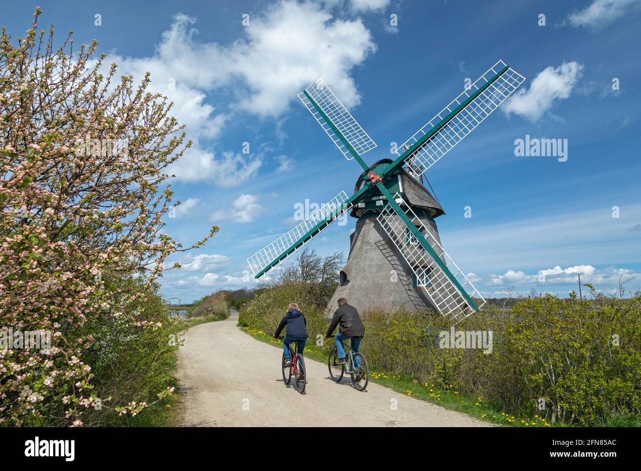 Mulino Charlotte, Goldhöft, Gelting Birk Riserva Naturale, Gelting Bay, Schleswig-Holstein, Germania Foto Stock