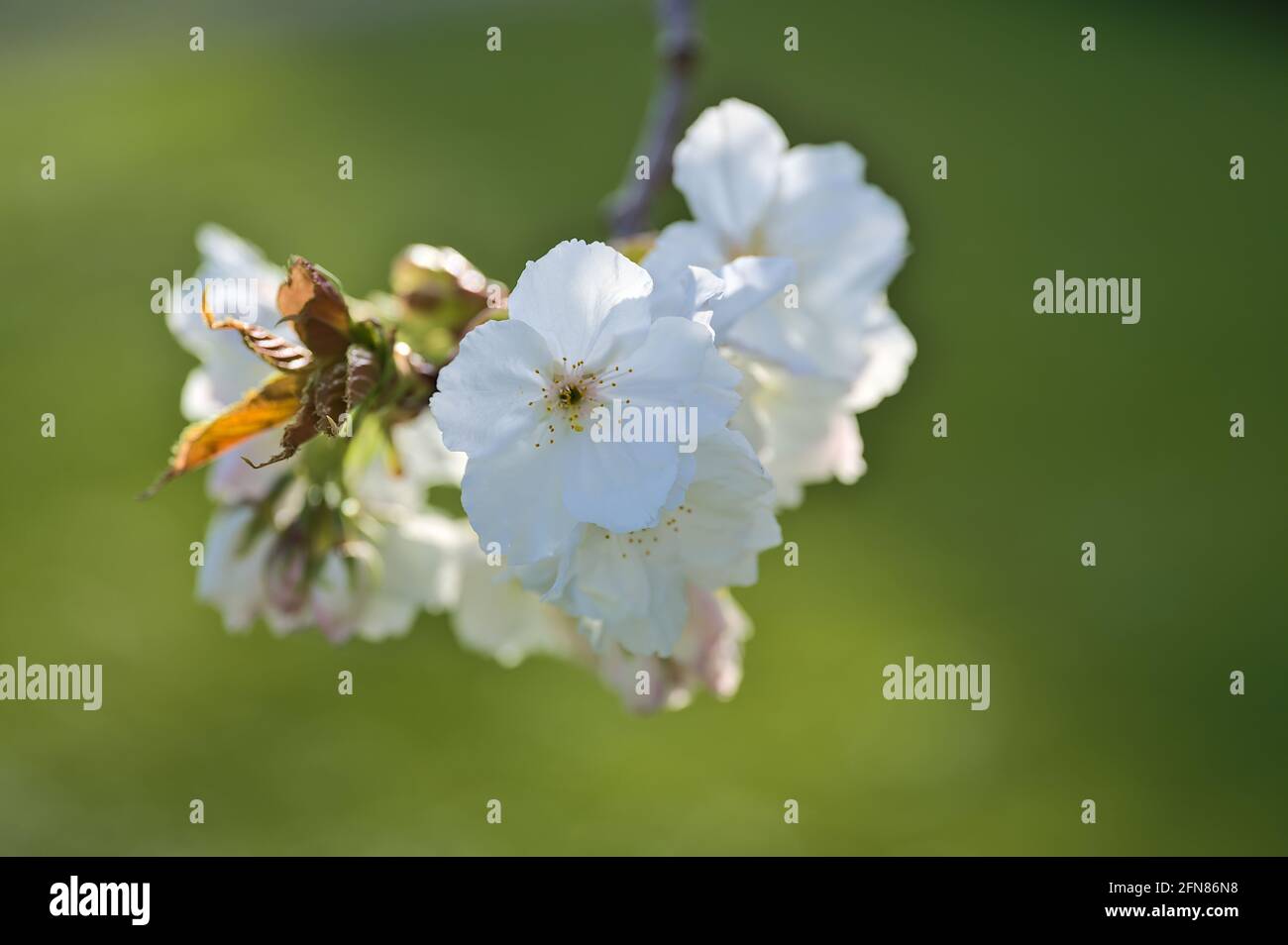 Splendida vista macro di delicato ciliegio bianco primaverile (Prunus Shogetsu Oku Miyako) fiore albero nel campus universitario, Dublino, Irlanda Foto Stock