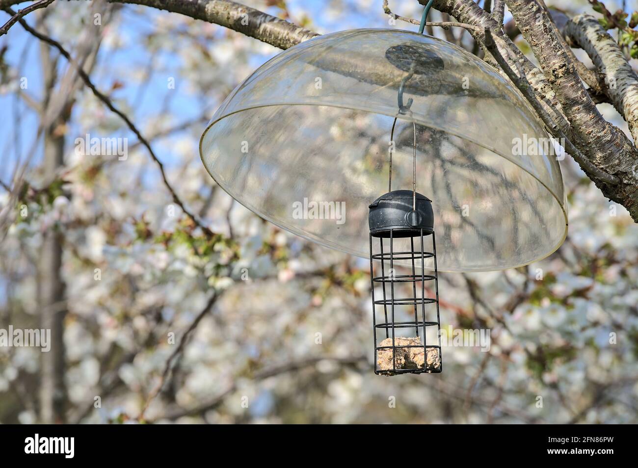 Bella vista closeup di arachide suet alimentatore di uccelli cilindrico con cibo di uccelli su primavera bianco fioritura ciliegio sul campus universitario Dublino, Irlanda Foto Stock