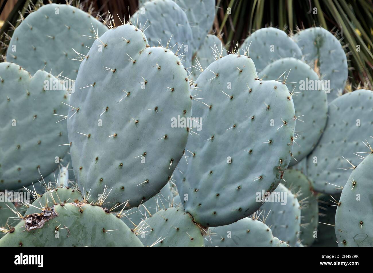 Sydney Australia, Opuntia Robusta pale di cactus con lunghe spine taglienti Foto Stock