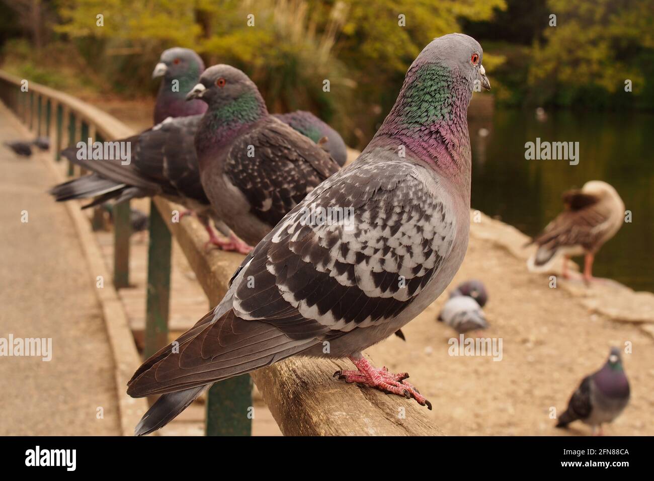 Un gruppo di piccioni urbani e furali si allineano su una ringhiera in legno in un parco pubblico, nel sud-est dell'Inghilterra Foto Stock