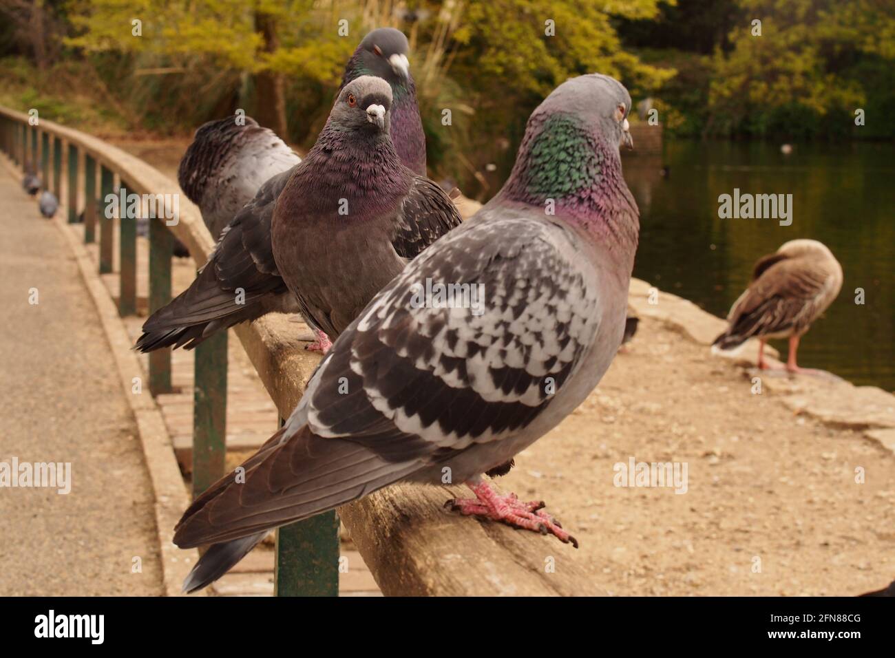 Un gruppo di piccioni urbani e furali si allineano su una ringhiera in legno in un parco pubblico, nel sud-est dell'Inghilterra Foto Stock
