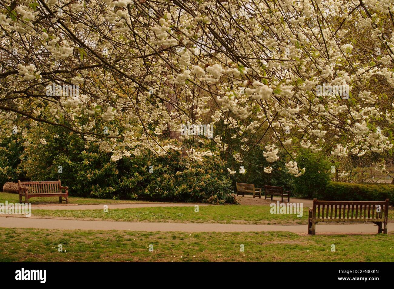 Quattro panchine del parco situate sotto i ciliegi in piena fioritura in un parco pubblico in primavera Foto Stock