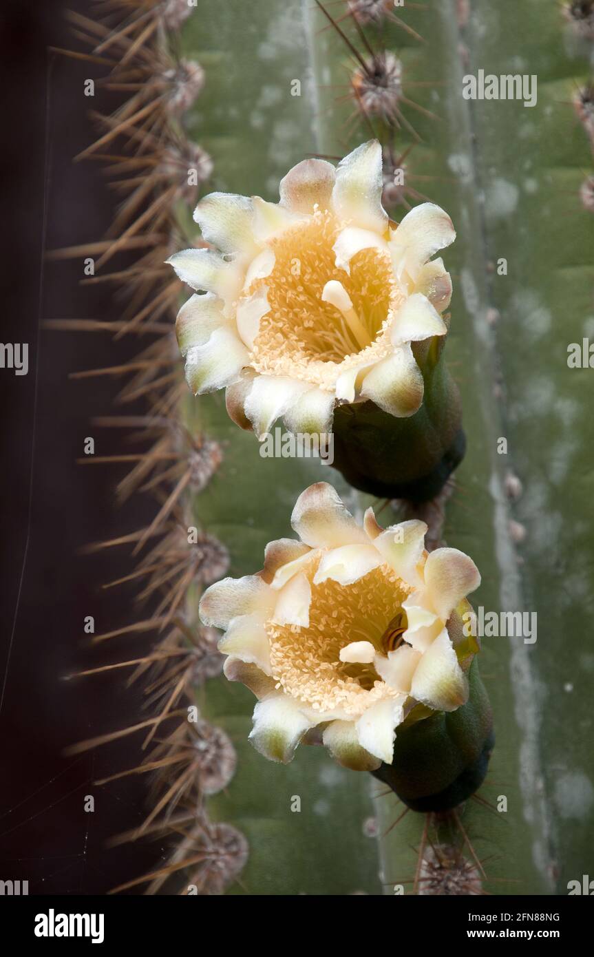 Sydney Australia, fiori di crema e germoglio di un cactus colonnare blu Foto Stock