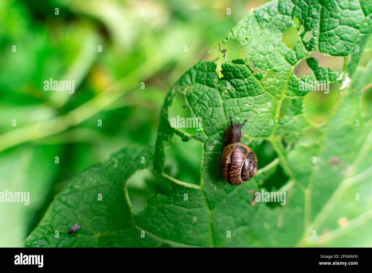 lumaca mangia piante nella foresta. park problema. Profondità di campo poco profonda Foto Stock