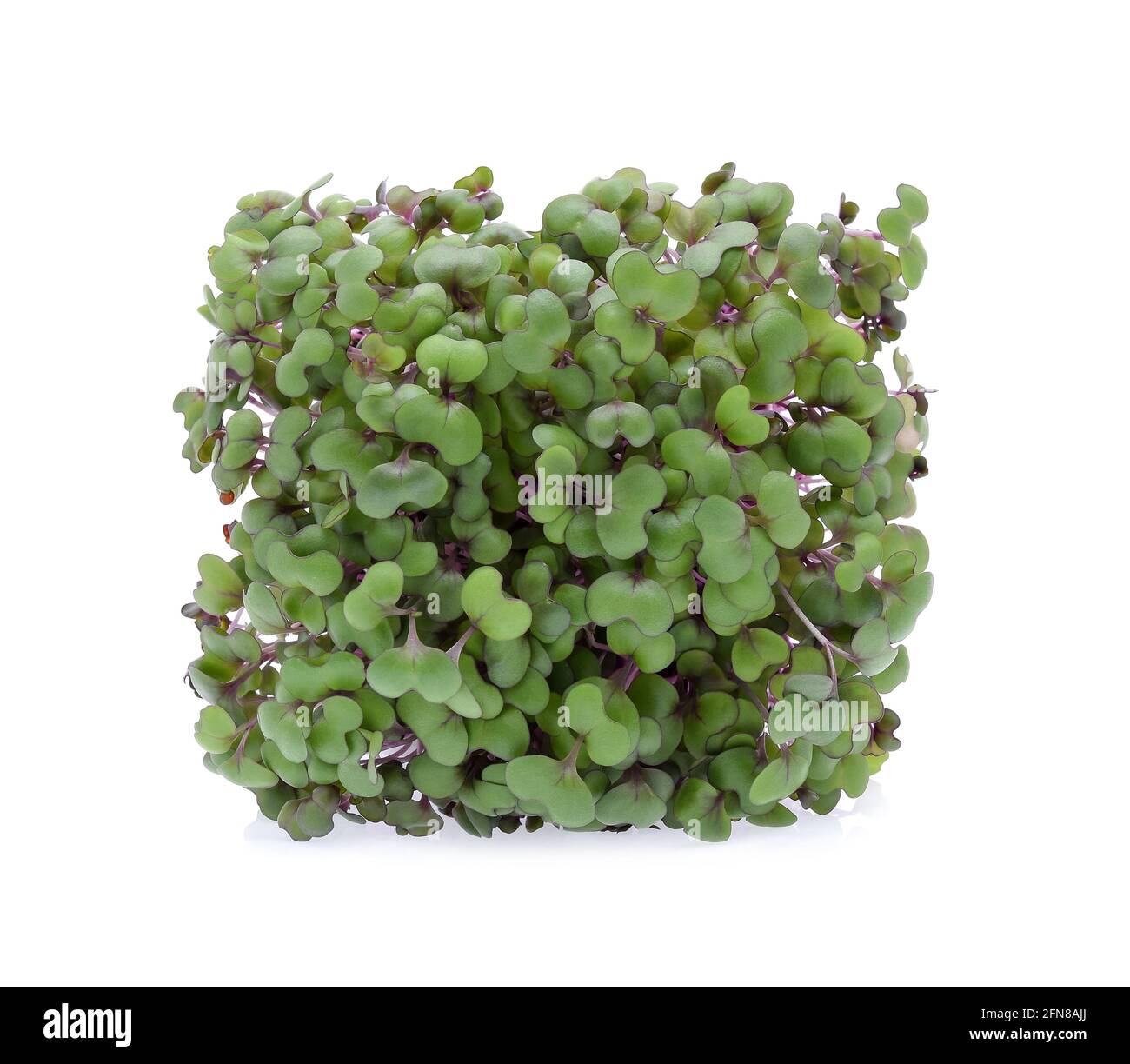 germoglio di kale isolato su sfondo bianco Foto Stock