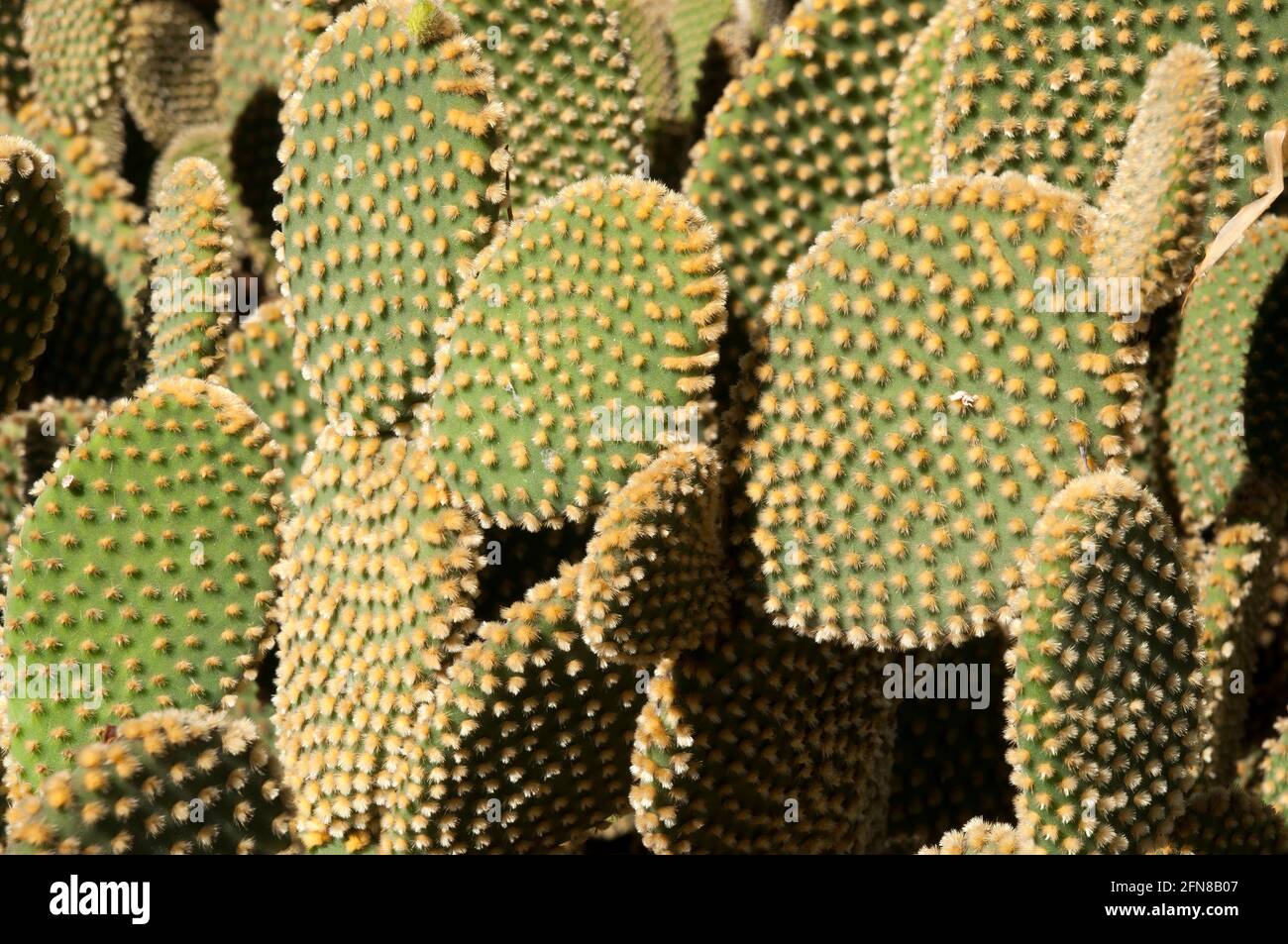 Sydney Australia, primo piano di pagaie di un cactus di rufida opuntia Foto Stock