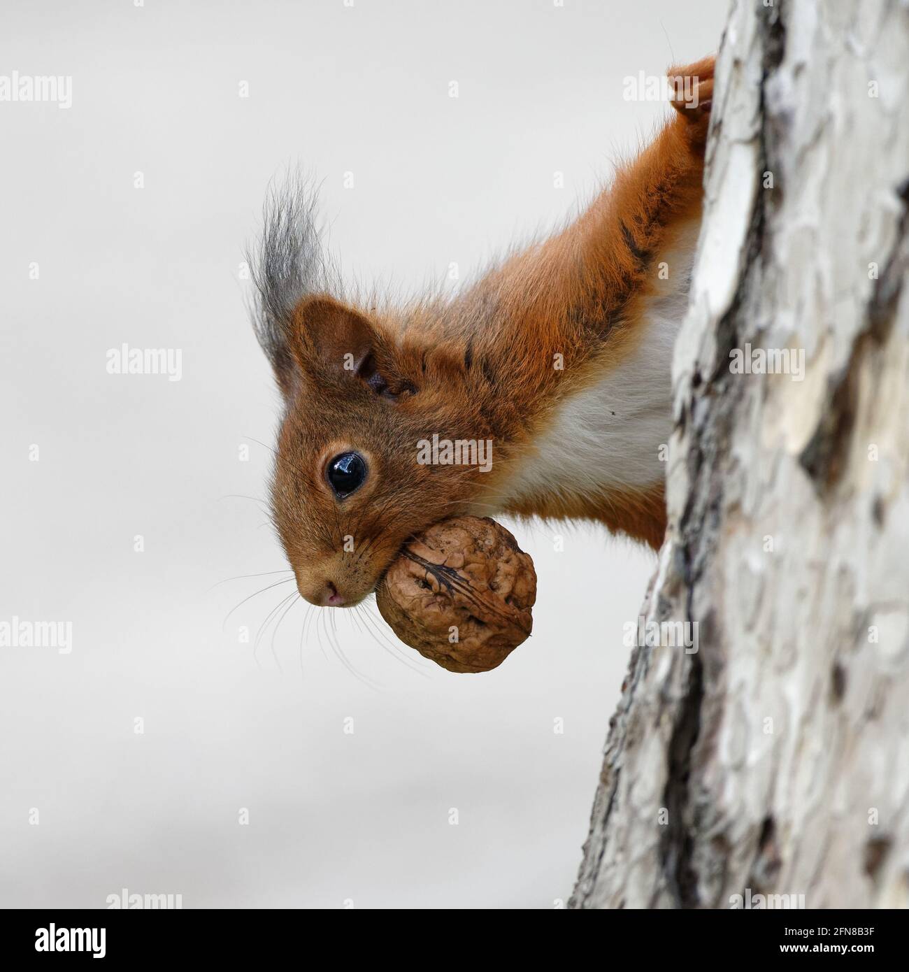 primo piano di uno scoiattolo che sale su un albero con un noce in bocca Foto Stock