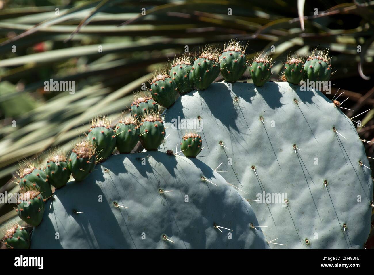 Sydney Australia, Opuntia Robusta pale di cactus con boccioli di fiori Foto Stock